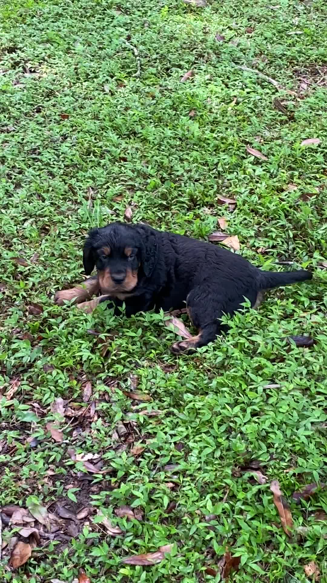 Puppies playing in front yard