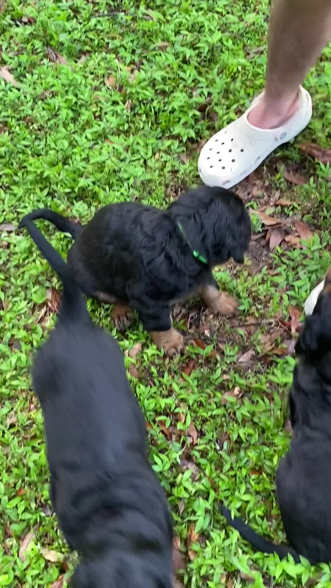 Puppies playing in front yard