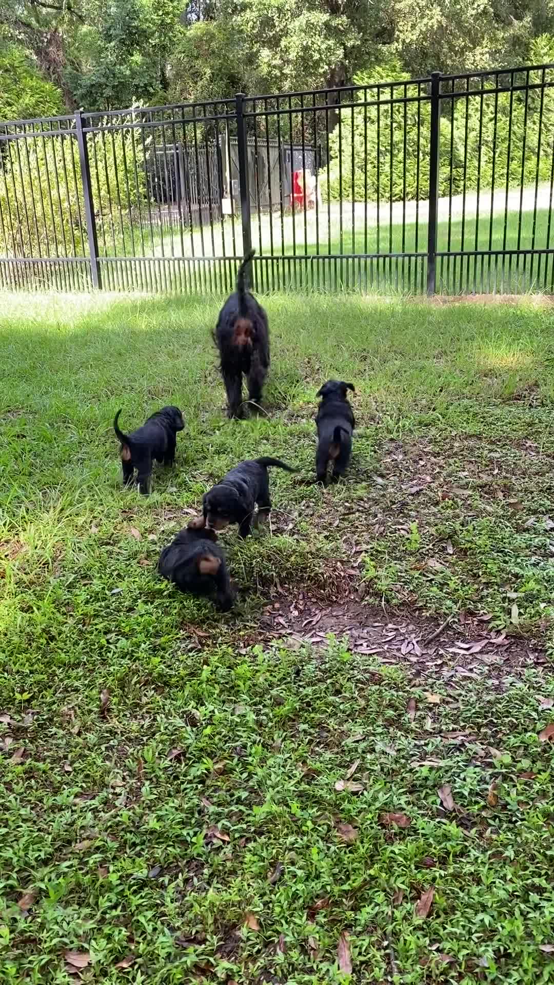 Puppies playing in front yard