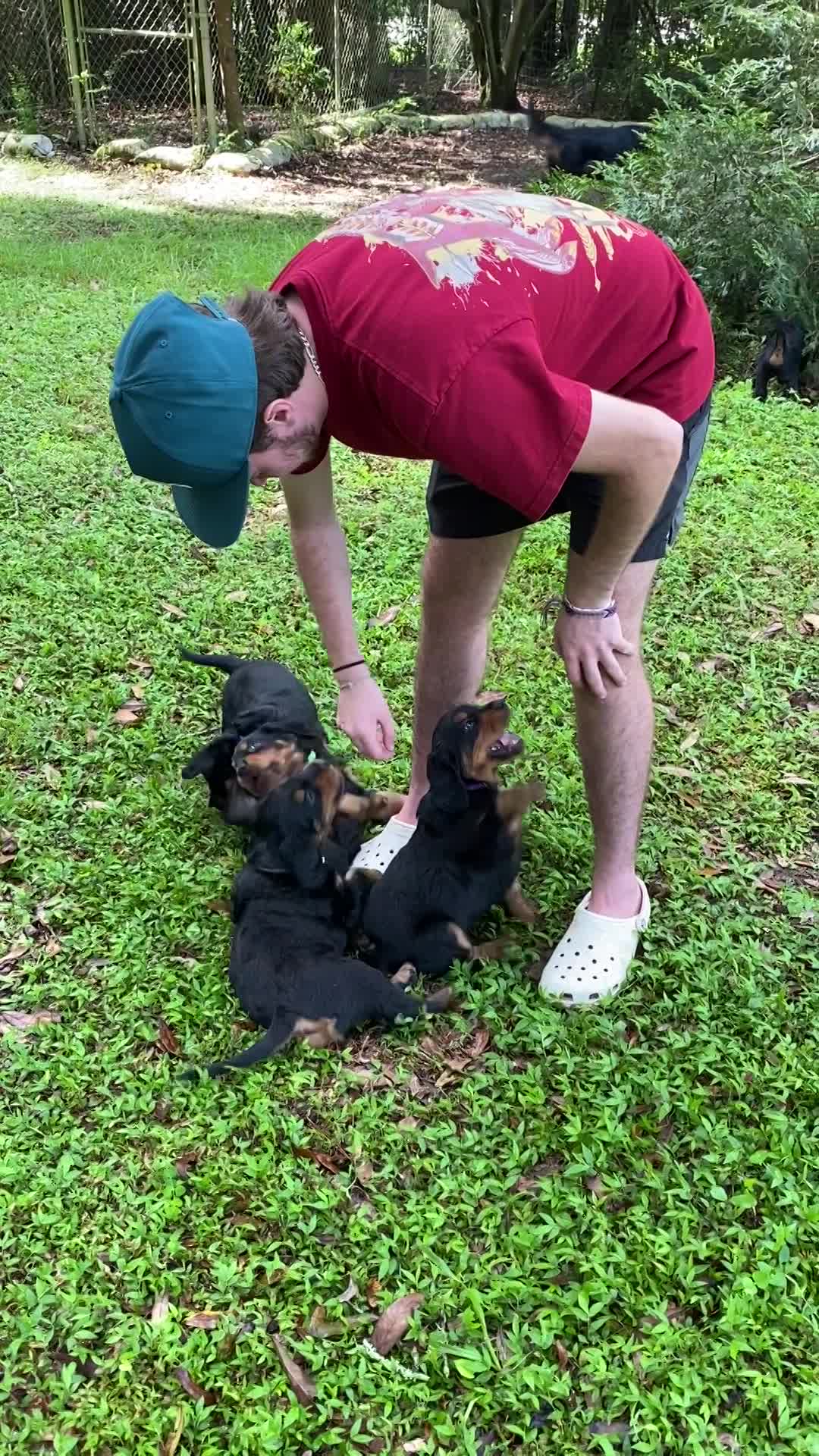 Puppies playing in front yard