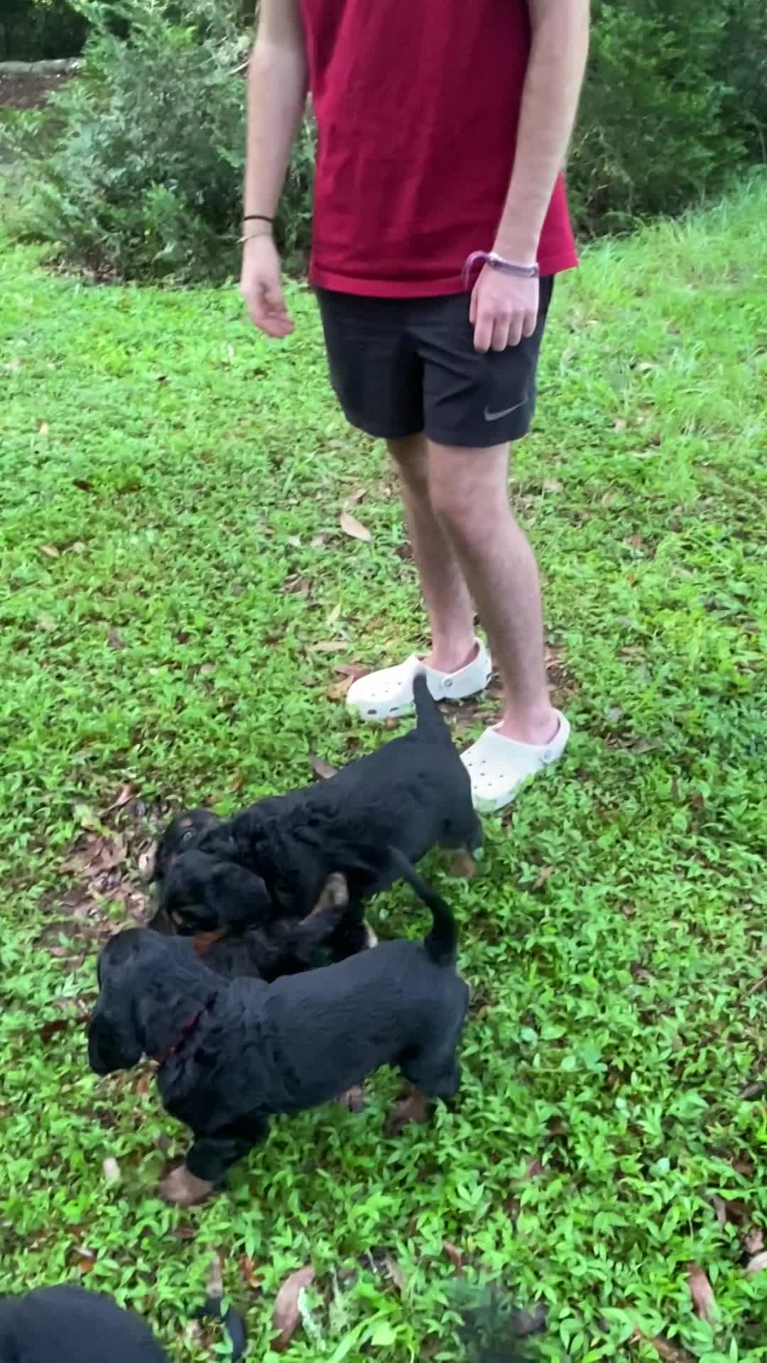 Puppies playing in front yard