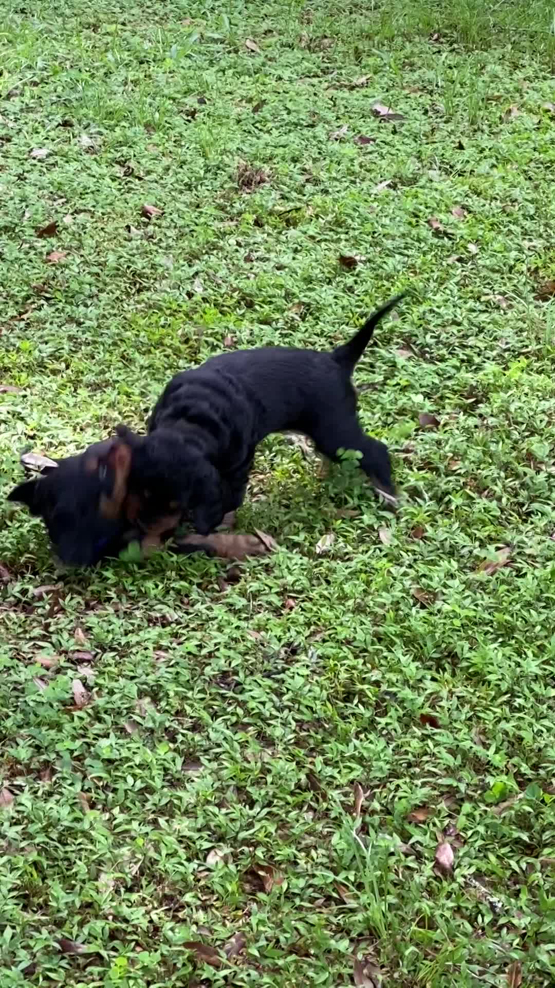 Puppies playing in front yard