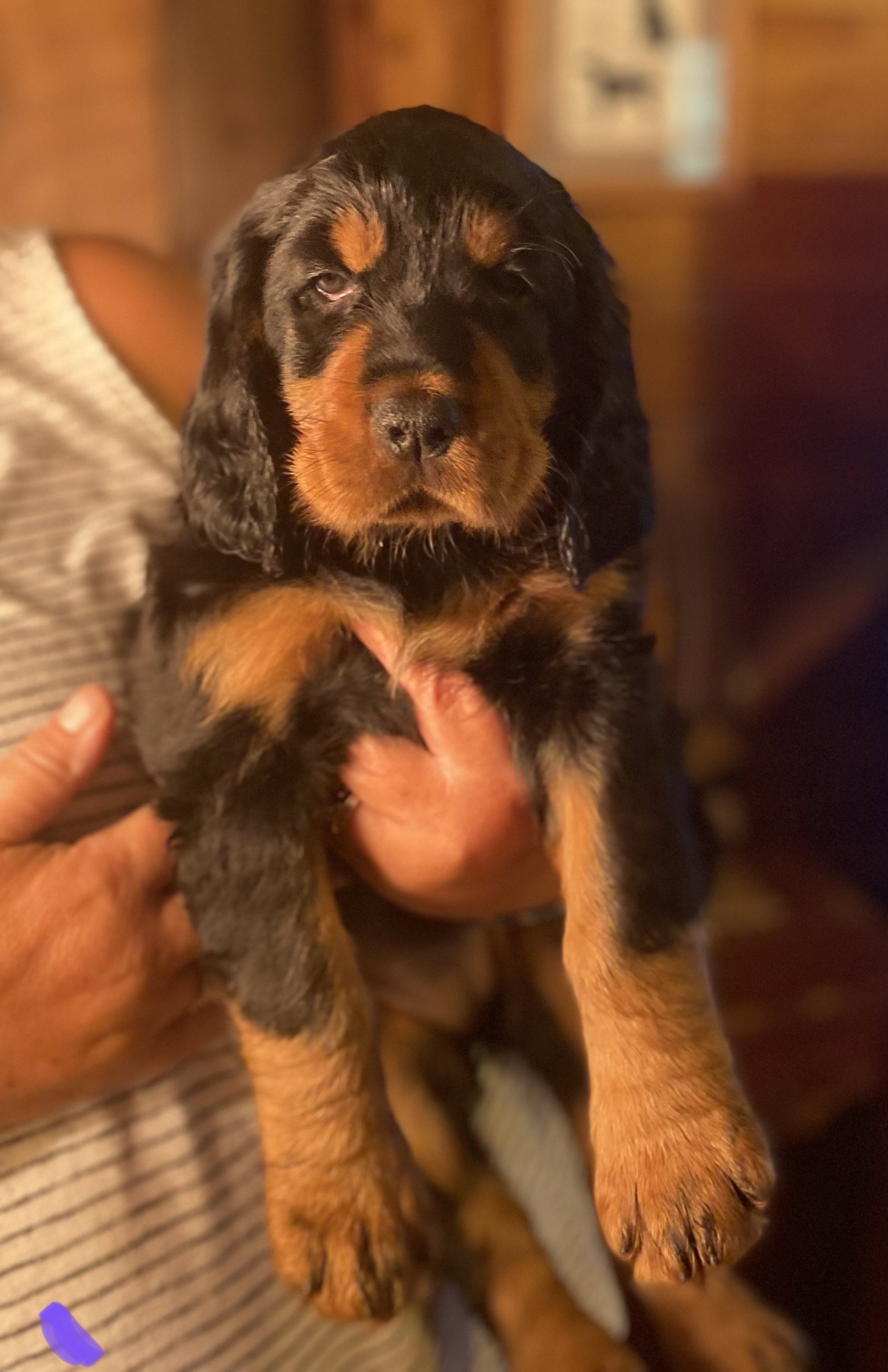 portraits of each at six weeks