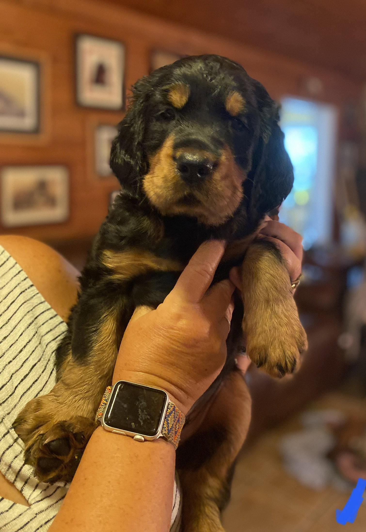 portraits of each at six weeks