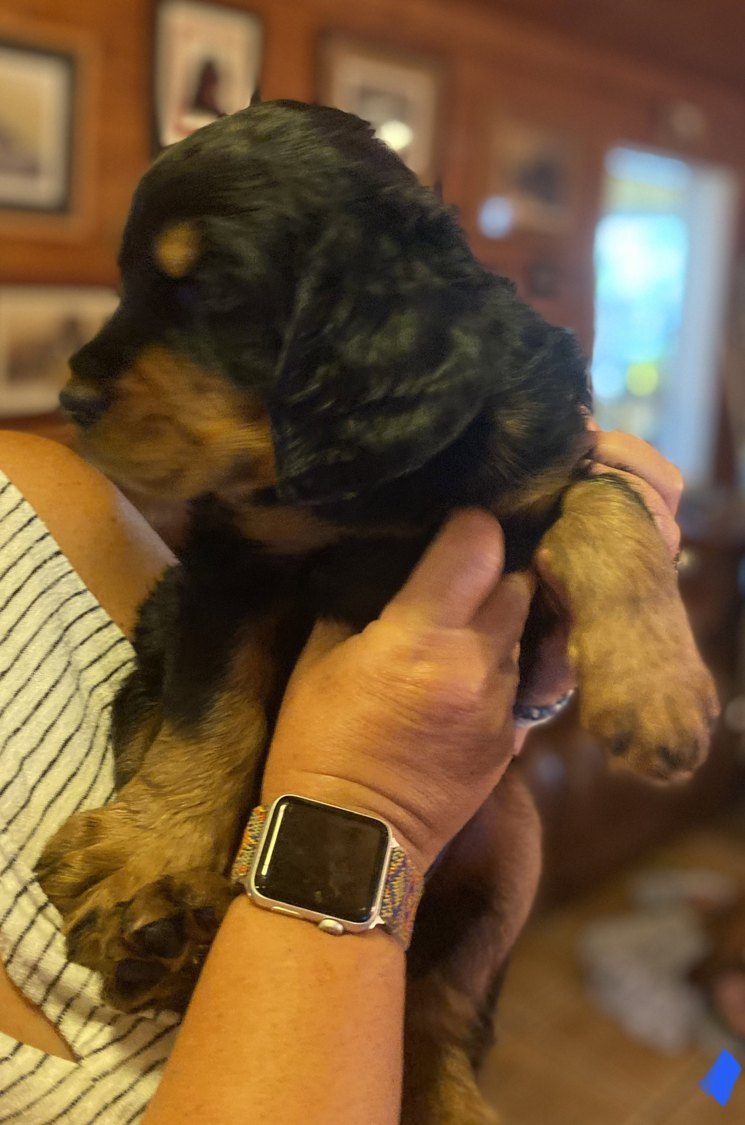 portraits of each at six weeks