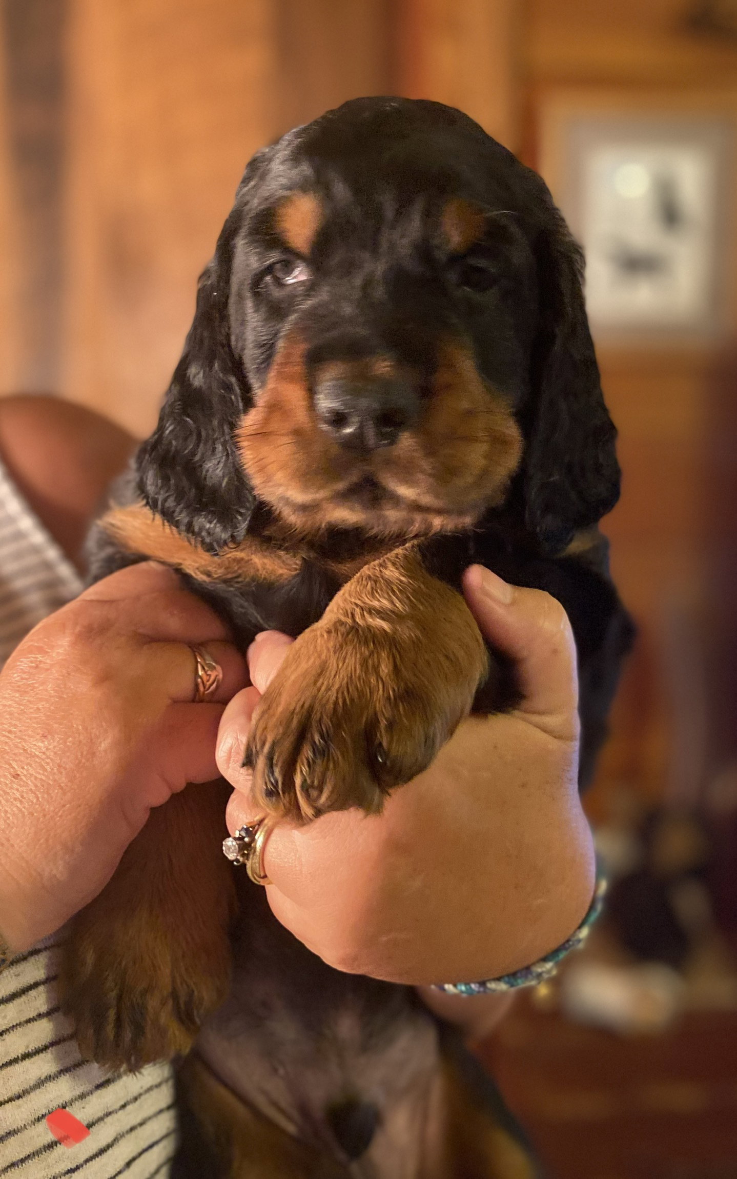 portraits of each at six weeks