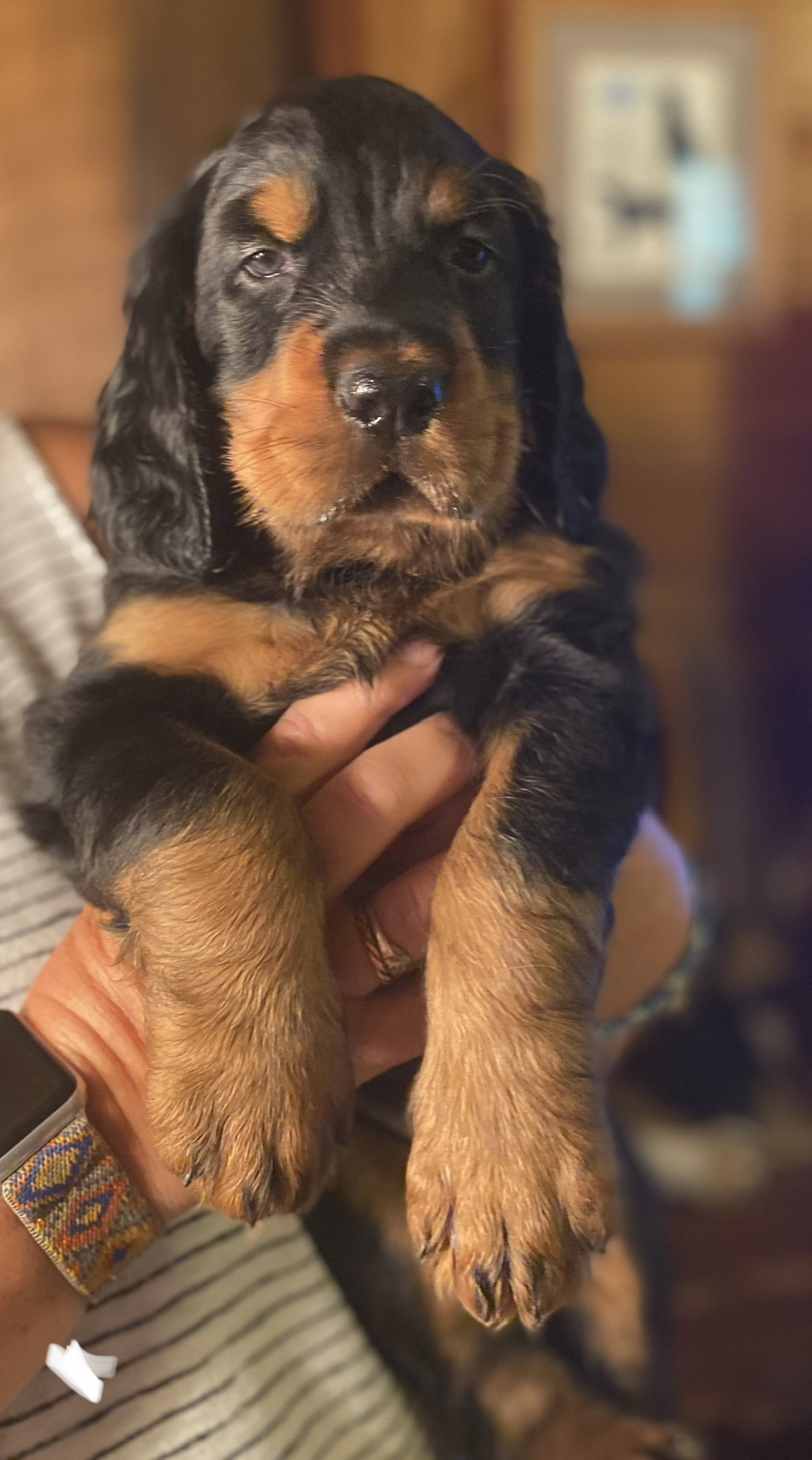 portraits of each at six weeks