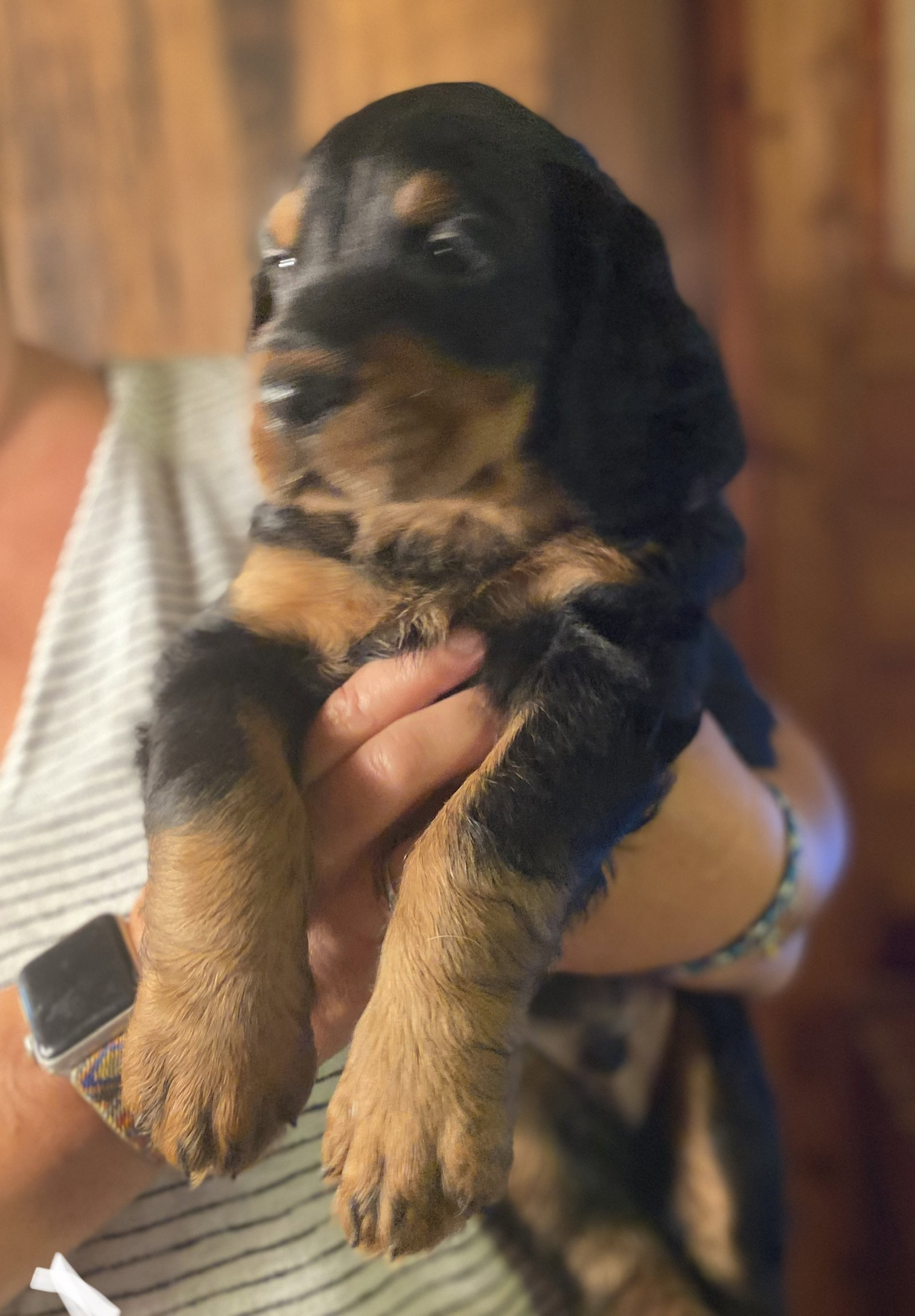 portraits of each at six weeks