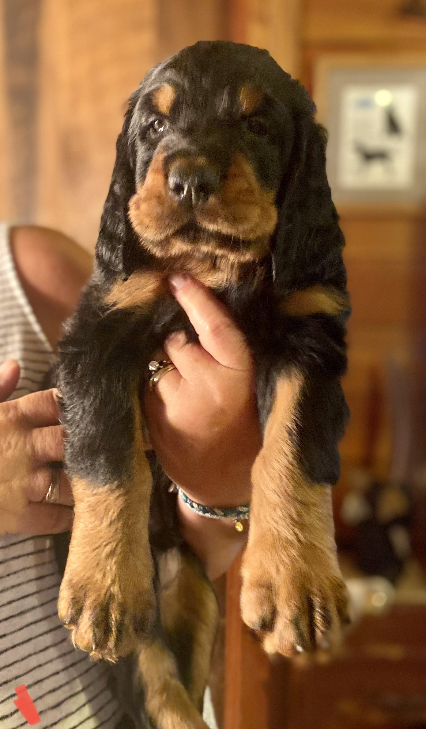 portraits of each at six weeks