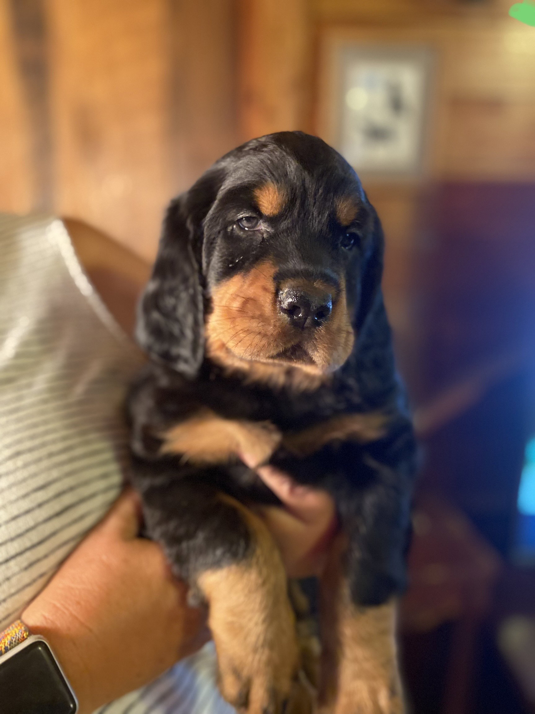 portraits of each at six weeks