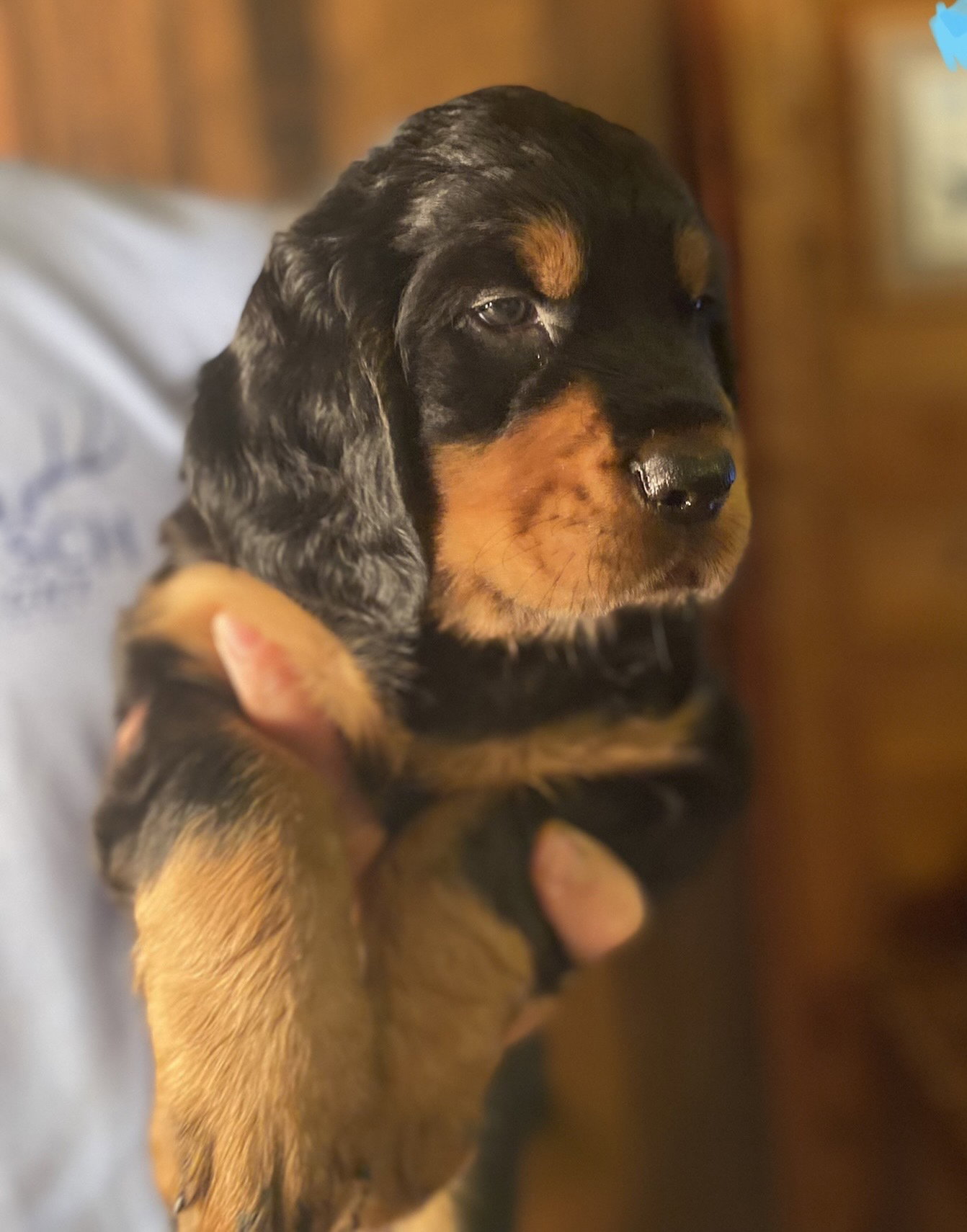 portraits of each at six weeks