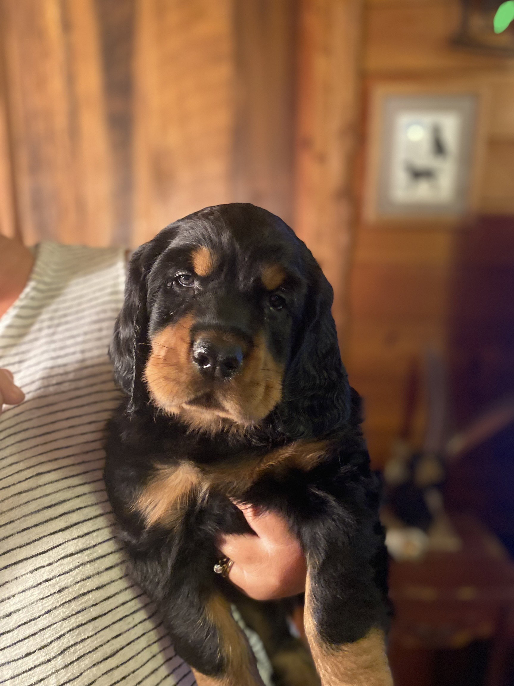 portraits of each at six weeks