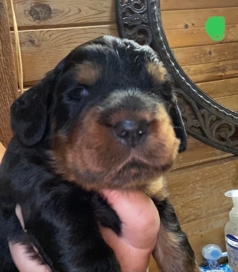2-3 weeks old