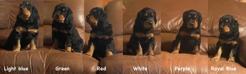 More Random Photos and Videos