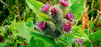 MARAVILLOSA BARDANA..., EL GRAN PREBIOTICO...