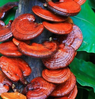 GANODERMA…, LA FUENTE DE LA ETERNA JUVENTUD...