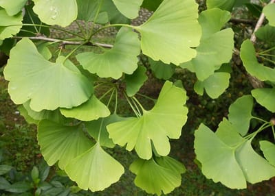 LA MICROCIRCULACION…, Y EL GINKGO BILOBA...