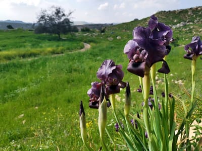 عن السوسنة  image