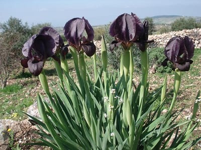 عن السوسنة  image