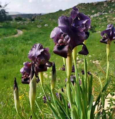 حول image