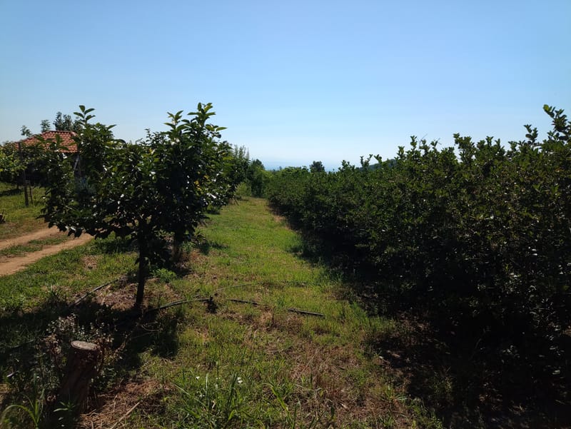 ΣΥΜΒΟΥΛΕΥΤΙΚΕΣ ΥΠΗΡΕΣΙΕΣ