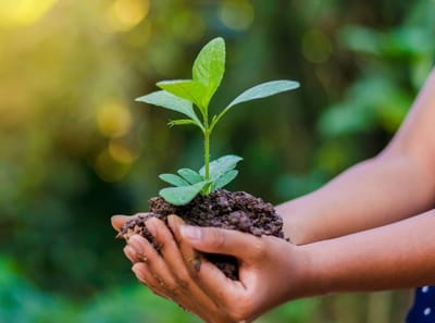 Pub Trivia Australia Working Sustainably