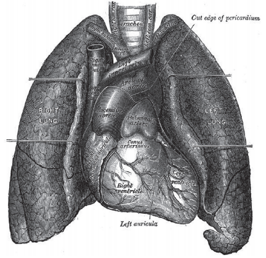 9 libros de anatomía que todo estudiante de las ciencias de la salud debería leer y practicar