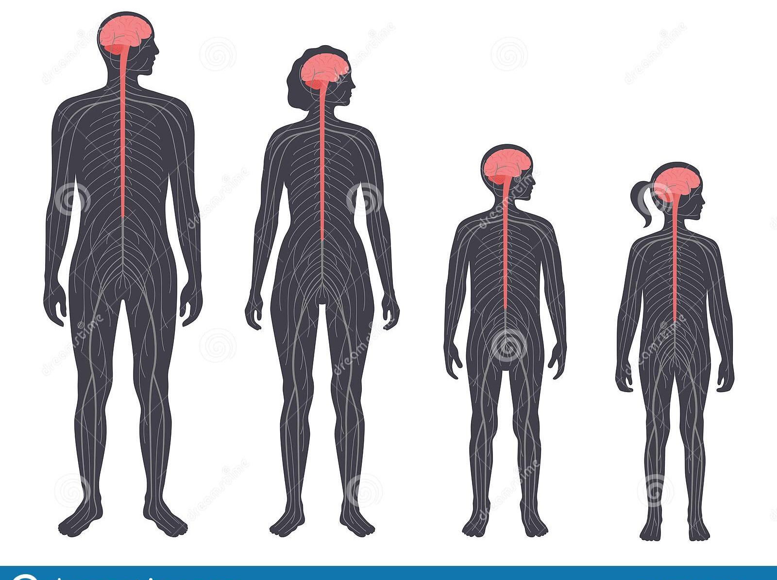 Anatomía y Fisiología del Sistema Nervioso