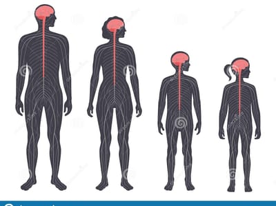 Anatomía y Fisiología del Sistema Nervioso
