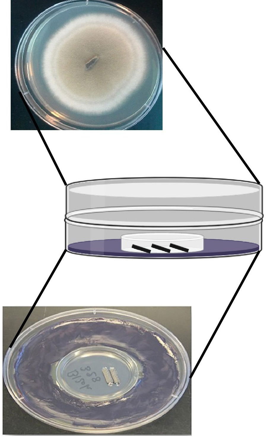 Bioactivity and emergent properties in microbial volatilomes