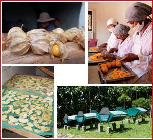 Programme Agro Transformation: Développement de la filière séchage de fruits et légumes à Madagascar