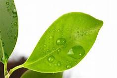 ECOSICUREZZA