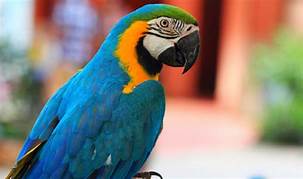 SERVIZIO DI CONTROLLO INTERNAZIONALE ANIMALI ESOTICI