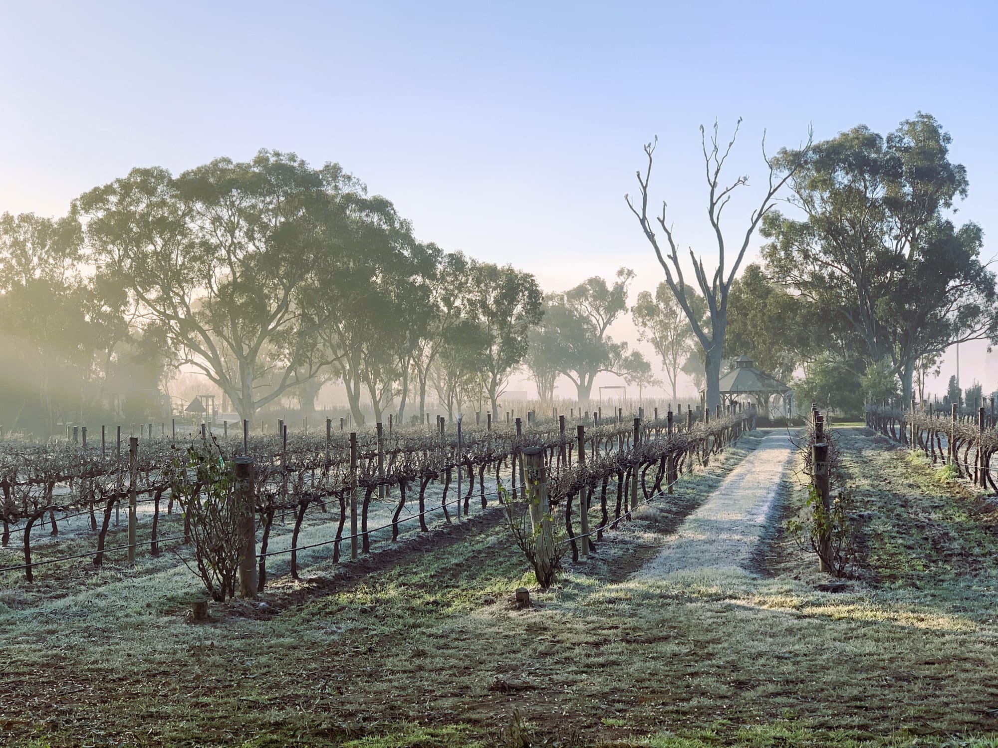 The Enchanting Dance of Wine Aging in Winter