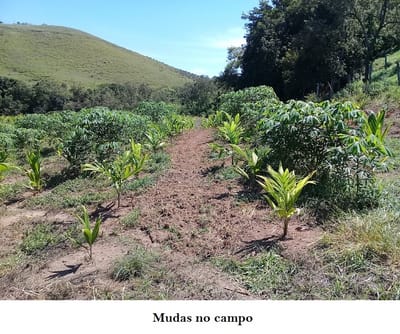 Plantio image