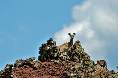 Tsavo west nationaal park, info.