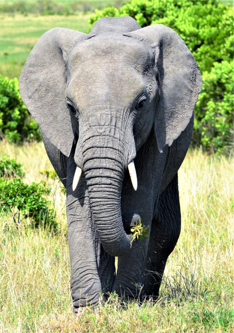 Dag uitstappen en Safari trips in Kenia.