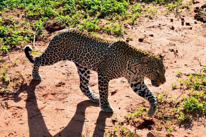 Samengestelde safari trips naar Uw wensen.