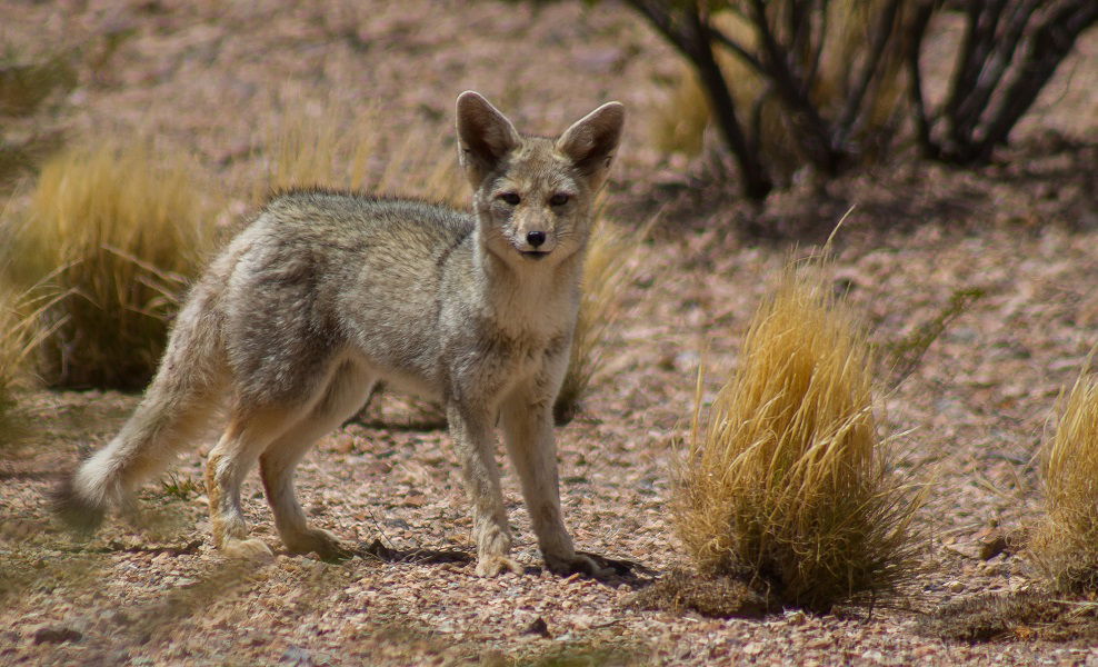 Mirador del Tala Caído