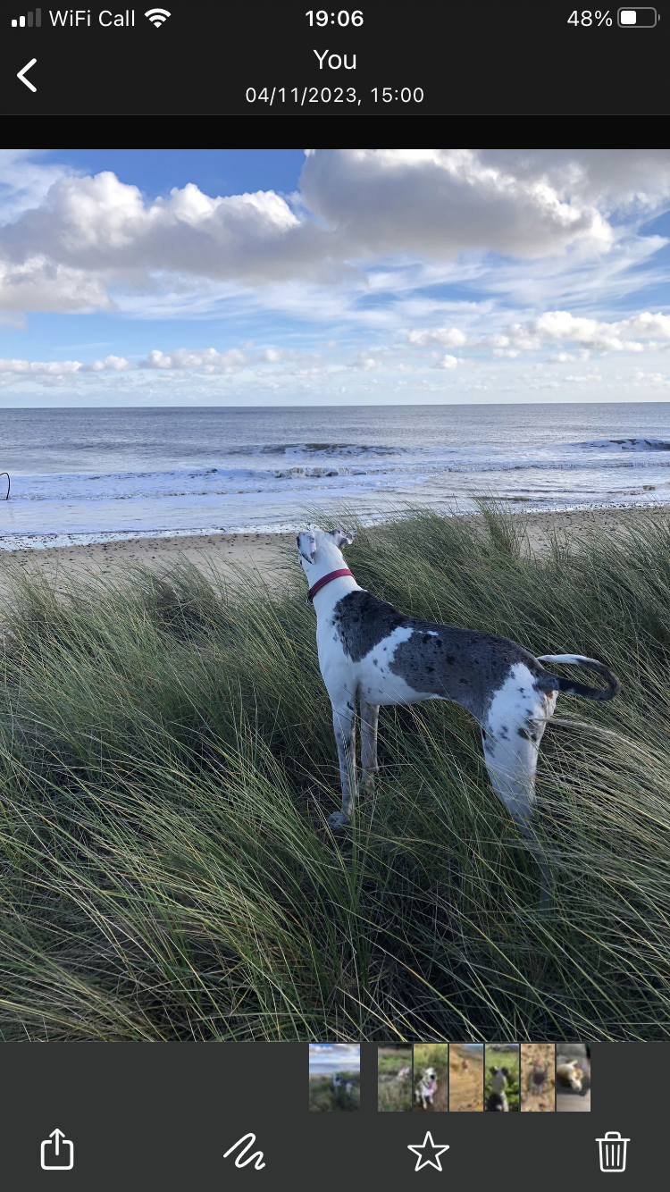 DOG WALKING FOR NORTH LOWESTOFT ONLY