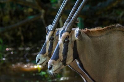 BEISA ORYX  image