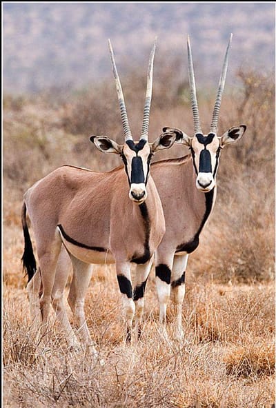 BEISA ORYX  image