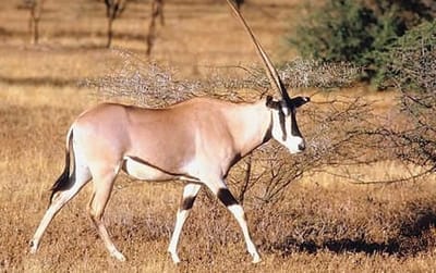 BEISA ORYX  image