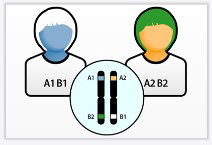 Linkage Disequilibrium