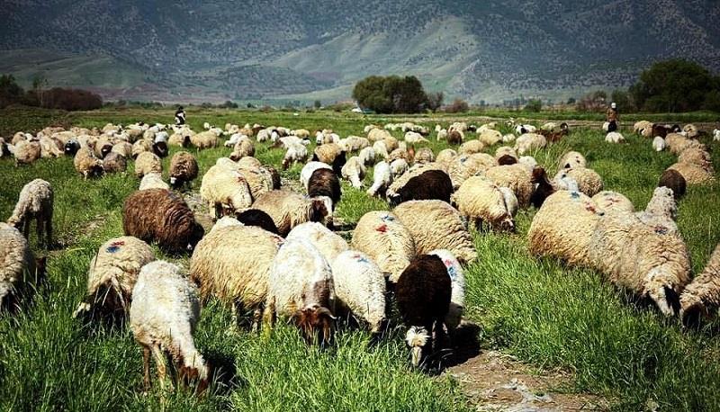 ته‌نها بۆ تێست) مه‌ڕ)