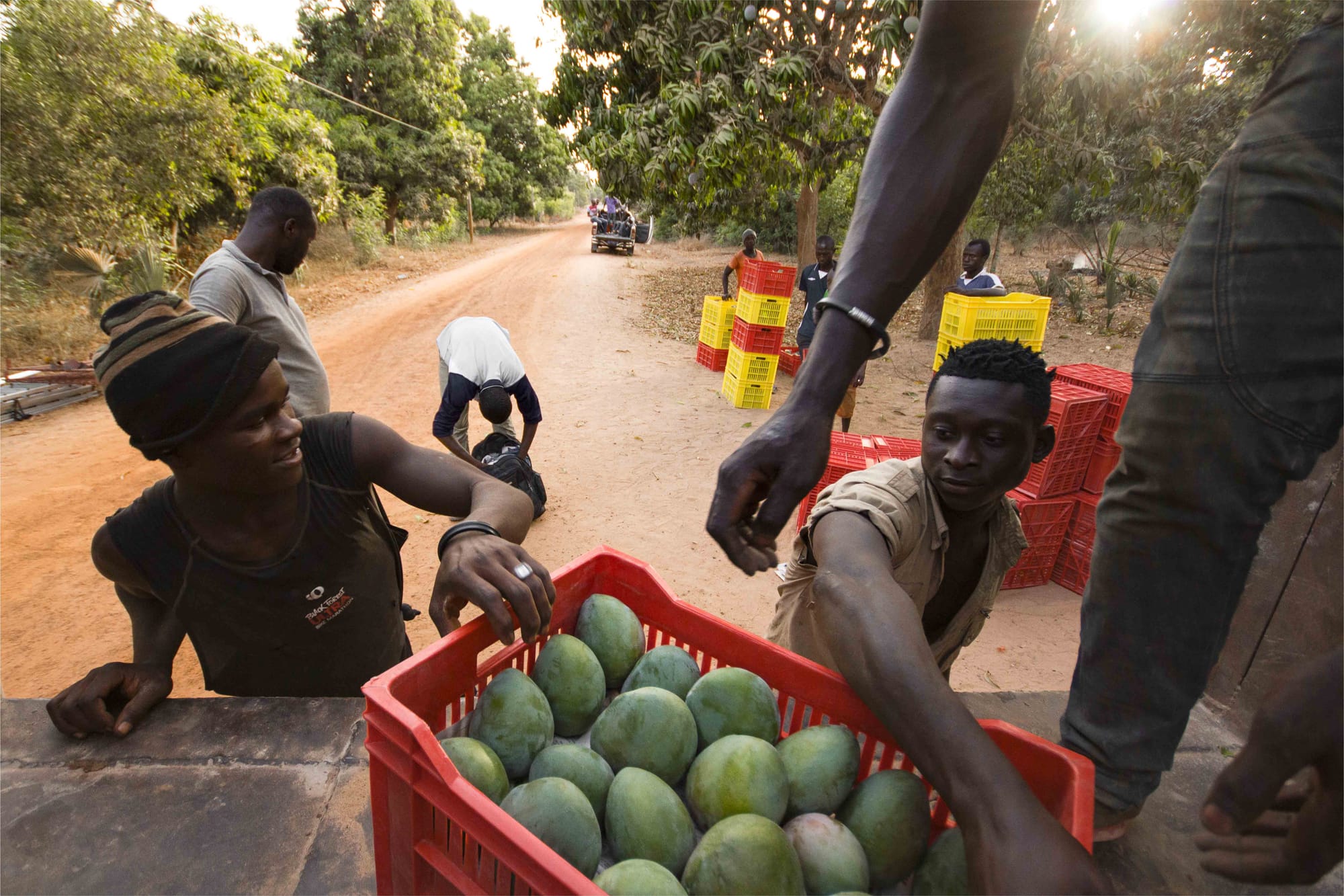 Post-harvest losses in export supply chains