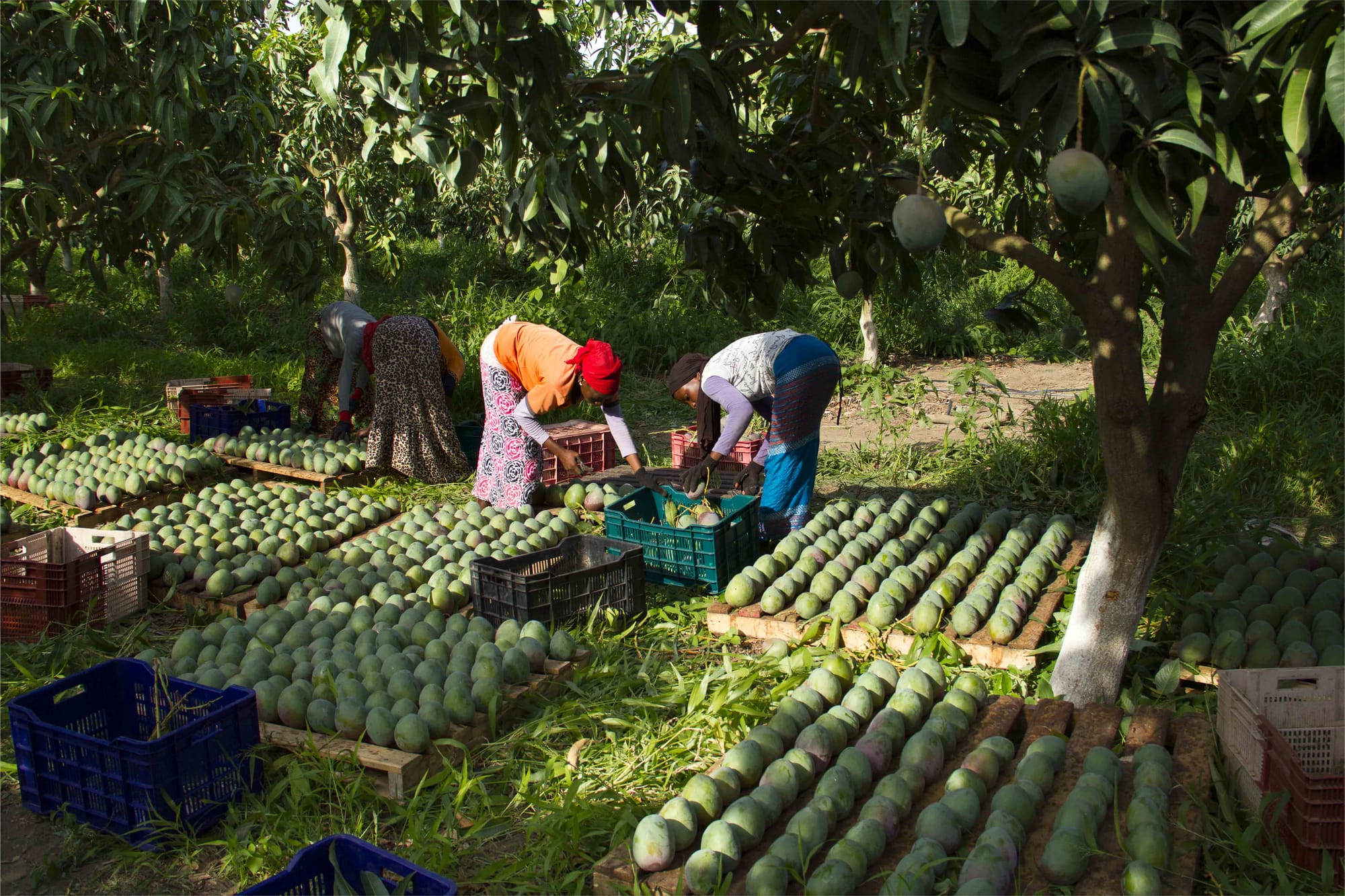 Post-harvest losses in export supply chains