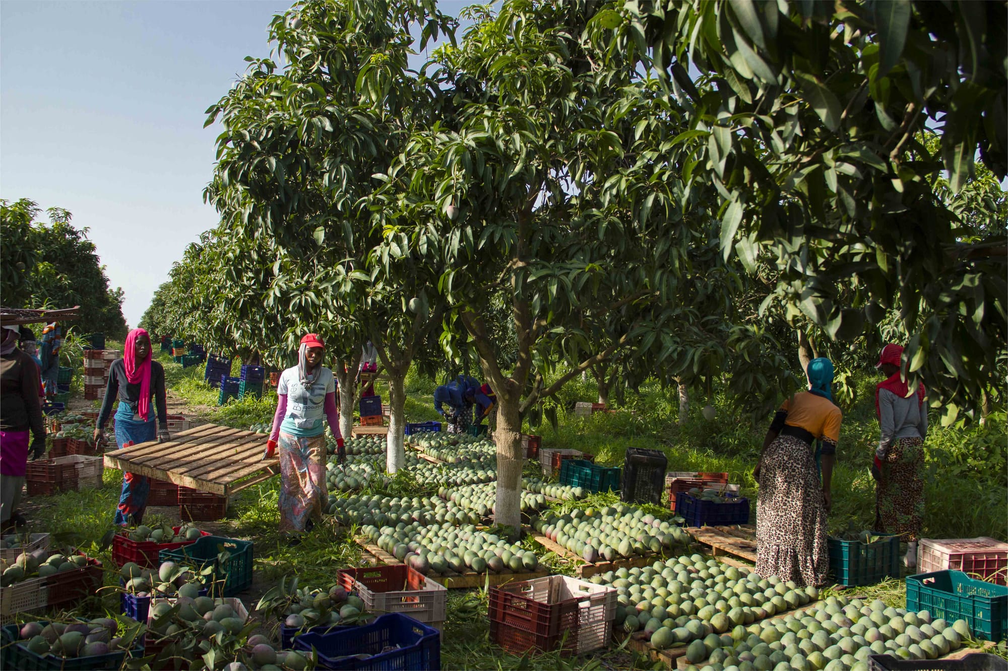 Post-harvest losses in export supply chains