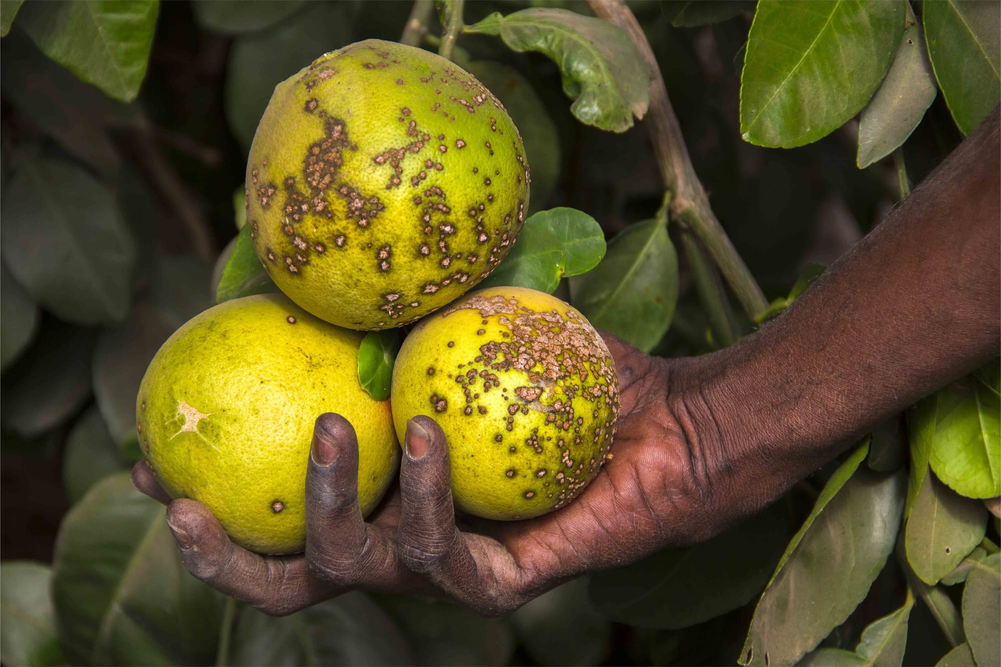 Unchecked use of agrochemicals