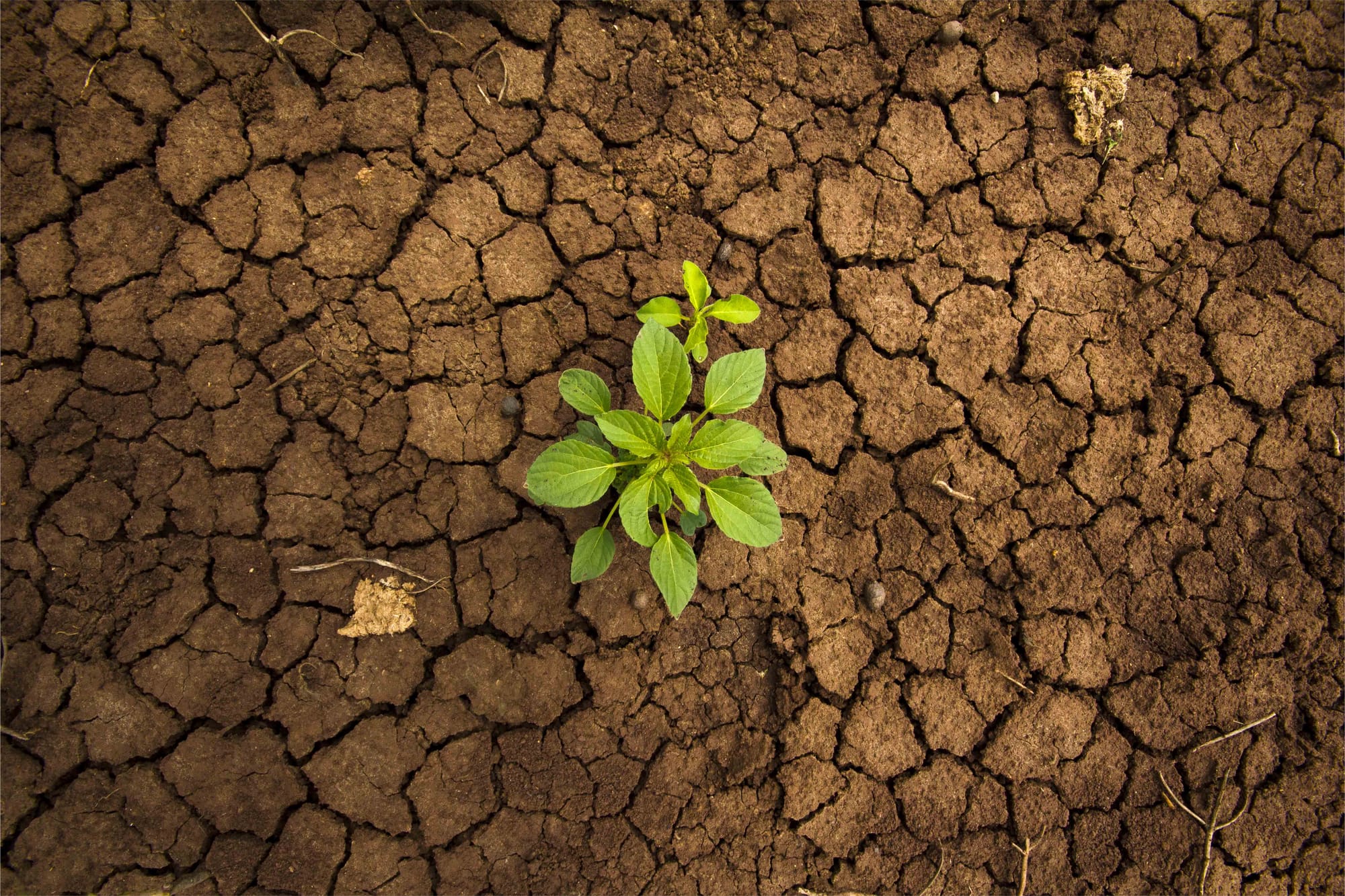 Sub-Saharan Africa is experiencing an ongoing desertification process, resulting from climate change and pressure linked to human activities. Rural communities innovate to restore the fertility of degraded soils.